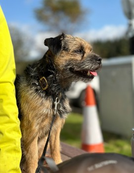 🆘30 NOV 2023 #Lost HAMISH #ScanMe #Tagged
Black /Tan Border Terrier Male #BTPosse 
In Dalbeattie Forest. Dumfries and Galloway. 
We were walking from Colvend, past the bothy, onto the red mtb trail (the section named ‘Terrible Twins’)In #Scotland #DG5 
doglost.co.uk/dog-blog.php?d…