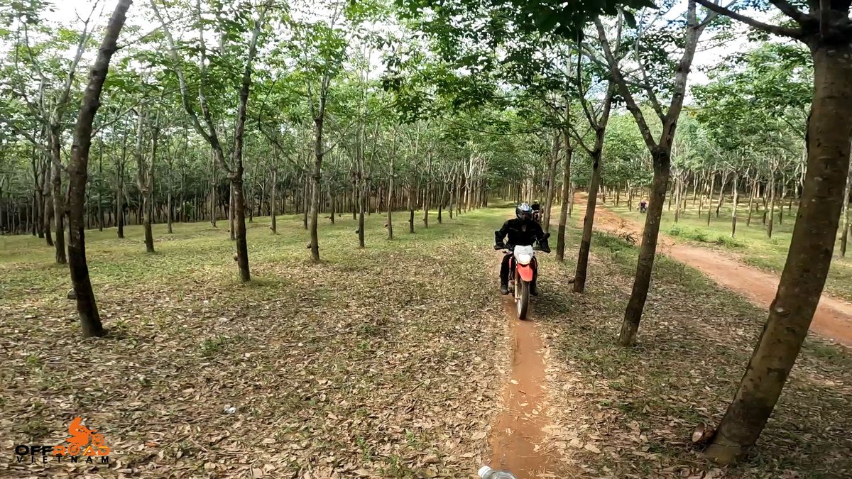 vietnamriders1's tweet photo. Riding through massive rubber tree plantations to retrace the historical Ho Chi Minh trail. 💾

🧭 https://t.co/EL1g9omduo

#rubbertrees #historicaltrail #curvesandbumps #vietnam #xuhuong2023 #trending2023 #motorbike #motorcycle #tour #rental #honda #XR150L #CRF250L #CRF300L https://t.co/EgN94FDsVI