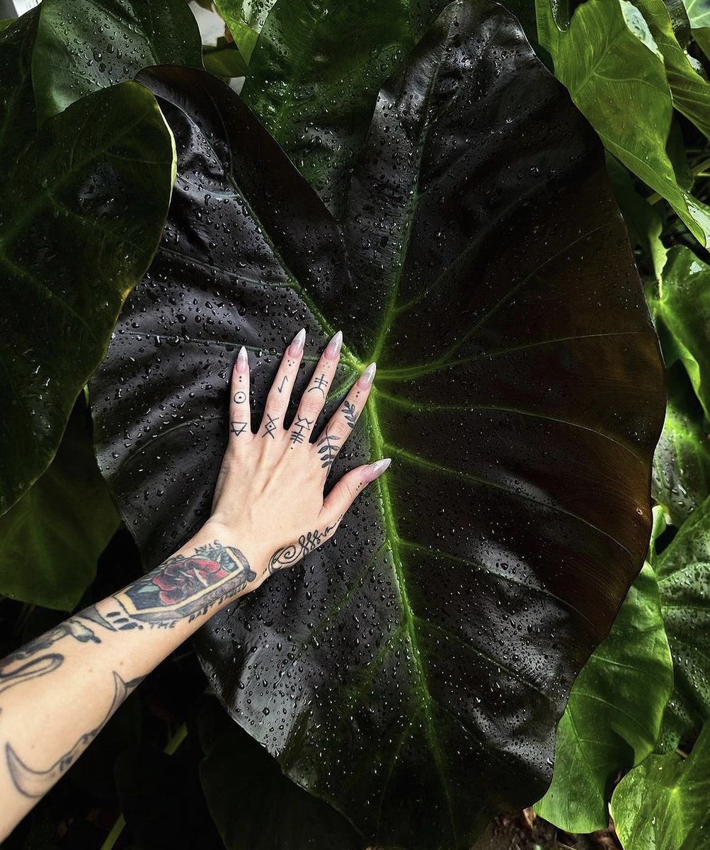 Houseplant Hobbyist tweet media