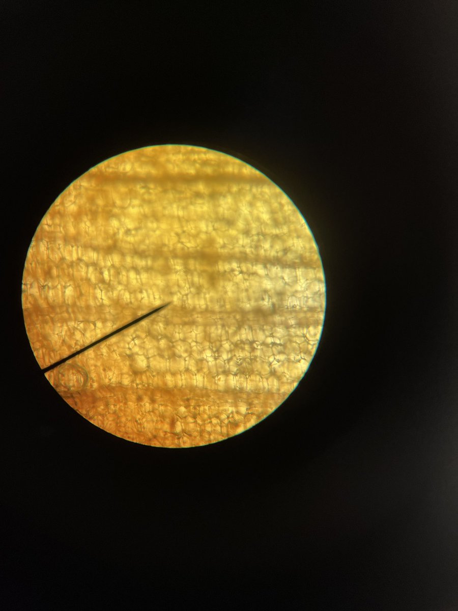 Ag Science I students prepared wet mount slides and examined the structures of a plan cell