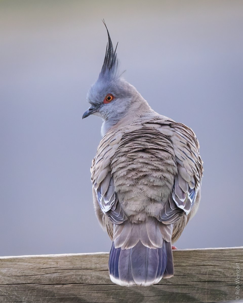 subtraho's tweet photo. @sykesjeff Crested Pigeon - Adelaide, South Australia https://t.co/Z6clfzV9t6