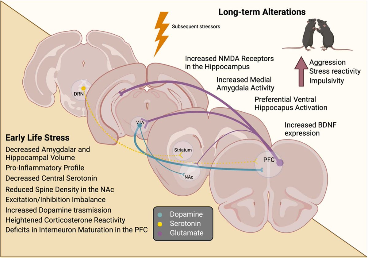 1/2 I'm very happy to share this new review in Neuroscience Research led by Lyonna Parise and @cjoseph_burnett titled "Early life stress and altered social behaviors: a perspective across species." 
sciencedirect.com/science/articl…
