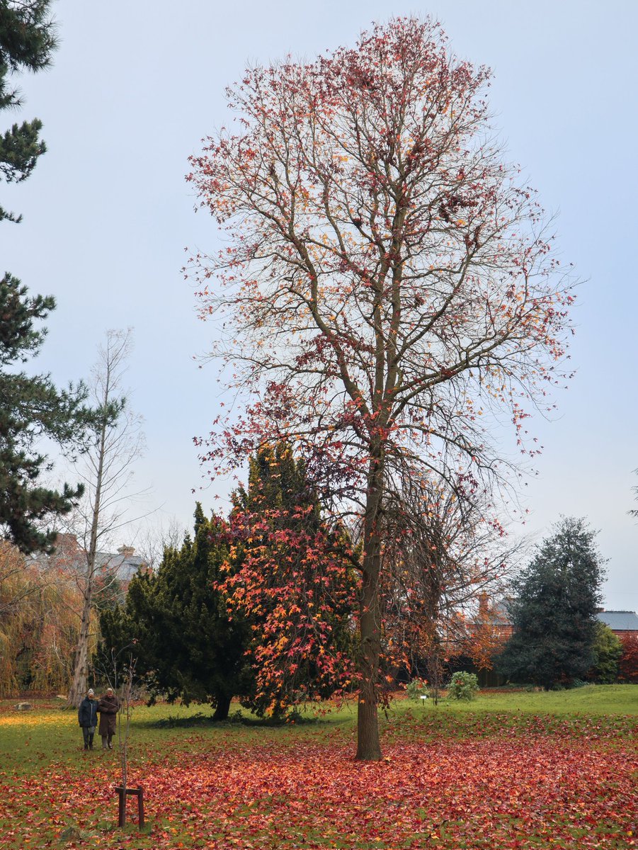 Hello December ❤️❄️

#december #fallenleaves #cold #autumn #leaveonlyleaves #leaveschanging #autumncolours #treesofinstagram #treestreestrees #treestagram #canonm50markii #canonuk #coldweather #winteriscoming #nature #naturephotography #naturebeauty