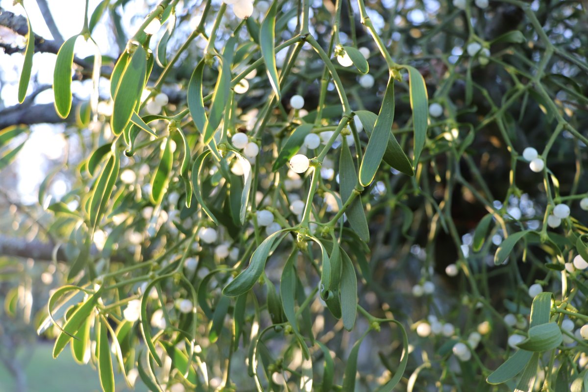 Ollie Spacey tweet media