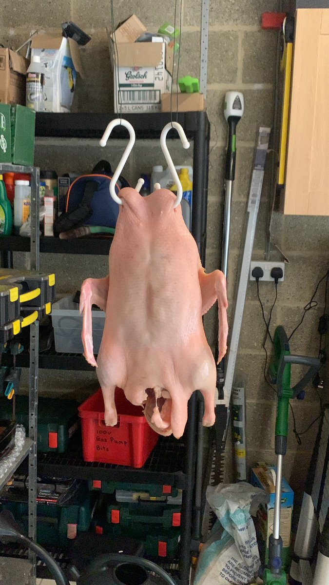 Drying a duck in the cold and drafty garage. 

As you do. 
#PekingDuck #kenhom