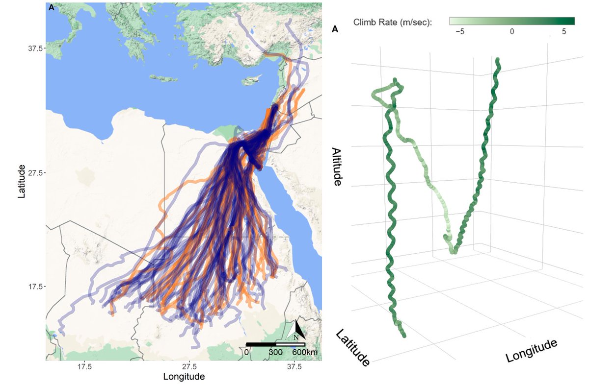 We compared the flight behavior of captive-bred and wild-hatched Egyptian #vultures during migration, tracking the birds for multiple years.
We analyzed their movement in multiple scales - from timing and distance of complete migration routes to soaring-gliding efficiency.