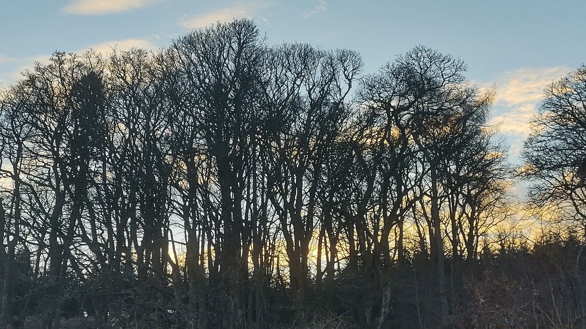 nosrepat's tweet photo. Frosty, beautiful #QueensView nr #Glasgow this afternoon. Superb conditions for a short wander. https://t.co/QZmOOVKuXi