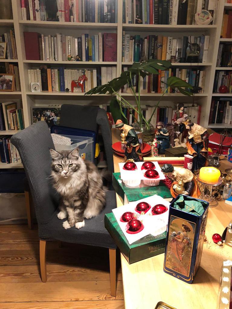 Christmas Cat <a href="/KattenEUW/">Katten</a>