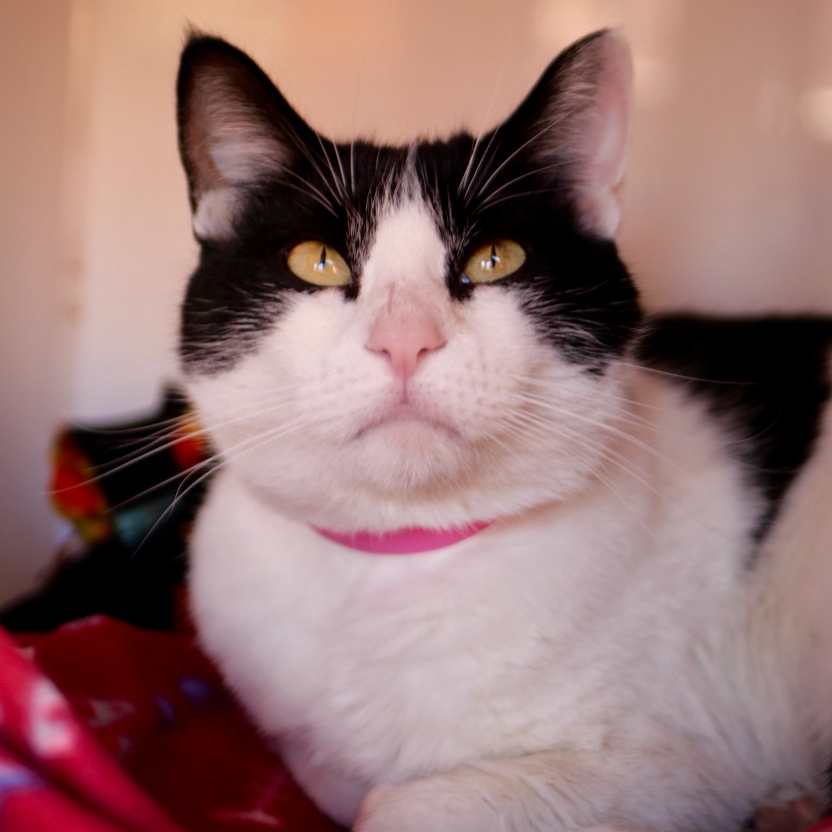 AnimalHumaneNM's tweet image. We're proud to be partnering with @BISSELLPets for the Empty the Shelters Holiday Hope Event ❤️🐾

From December 1 - 10, all adult pets will have fee-waived adoptions, and puppies and kittens are discounted to only $50!

#EmptyTheShelters