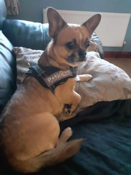 millypod1's tweet photo. 🆘30 NOV 2023 #Lost BRUCE #ScanMe
Brown, White /Black Snout Chihuahua Cross Male
#Wingate apparently seen running on the #B1280 towards #Shotton and supposedly last seen at the skip at the bottom of the bank between Wingate and Shotton #CountyDurham #TS28
https://t.co/3BrZyvOksv https://t.co/VSwfaePqCC