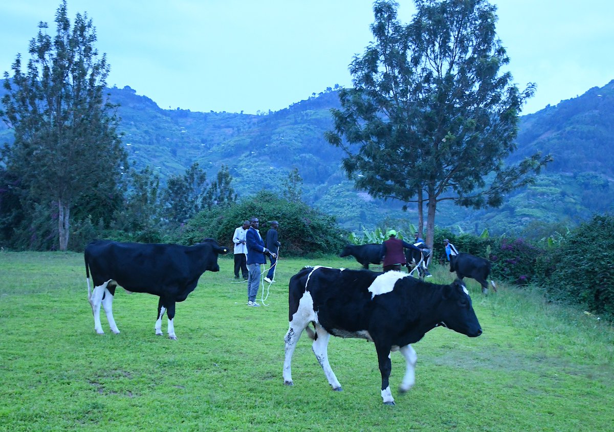 RwandaLocalGov's tweet photo. Kuri uyu mugoroba, mu rwego rwa gahunda ya kora ndebe, #ItoreroIsonga ry'Abanyamabanga Nshingwabikorwa b'Imirenge ryanitabiriwe n'ab'Uturere n'Intara ryaremeye imiryango itanu iri mu rugendo rwo kwikura mu bukene yo mu Murenge wa Kinoni muri @BureraDistrict yorozwa inka 5 zihaka. https://t.co/eBzlciJ97Y