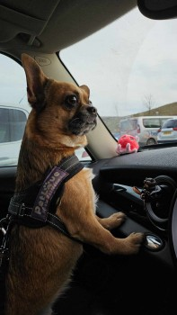 millypod1's tweet photo. 🆘30 NOV 2023 #Lost BRUCE #ScanMe
Brown, White /Black Snout Chihuahua Cross Male
#Wingate apparently seen running on the #B1280 towards #Shotton and supposedly last seen at the skip at the bottom of the bank between Wingate and Shotton #CountyDurham #TS28
https://t.co/3BrZyvOksv https://t.co/VSwfaePqCC