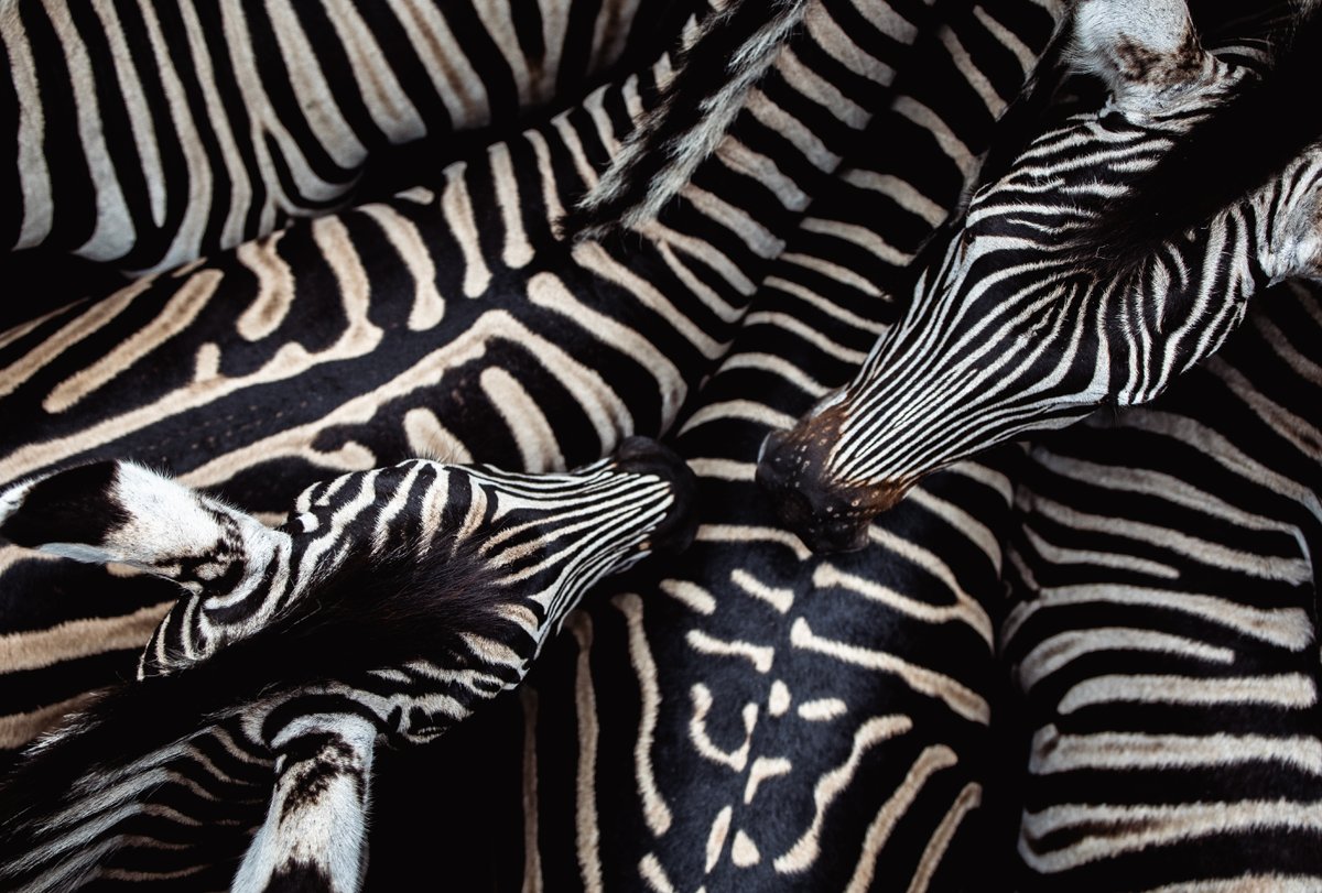 wildtomorrow's tweet photo. Nature is truly a work of art 🌿
This dazzle of zebras was photographed from above during our recent translocation exercise, and we were completely captivated by their striking patterns, especially from an angle not often seen 🦓🦓🦓
#WildTomorrow #feelgoodfriday #zebralove https://t.co/tqkQBxbZcJ