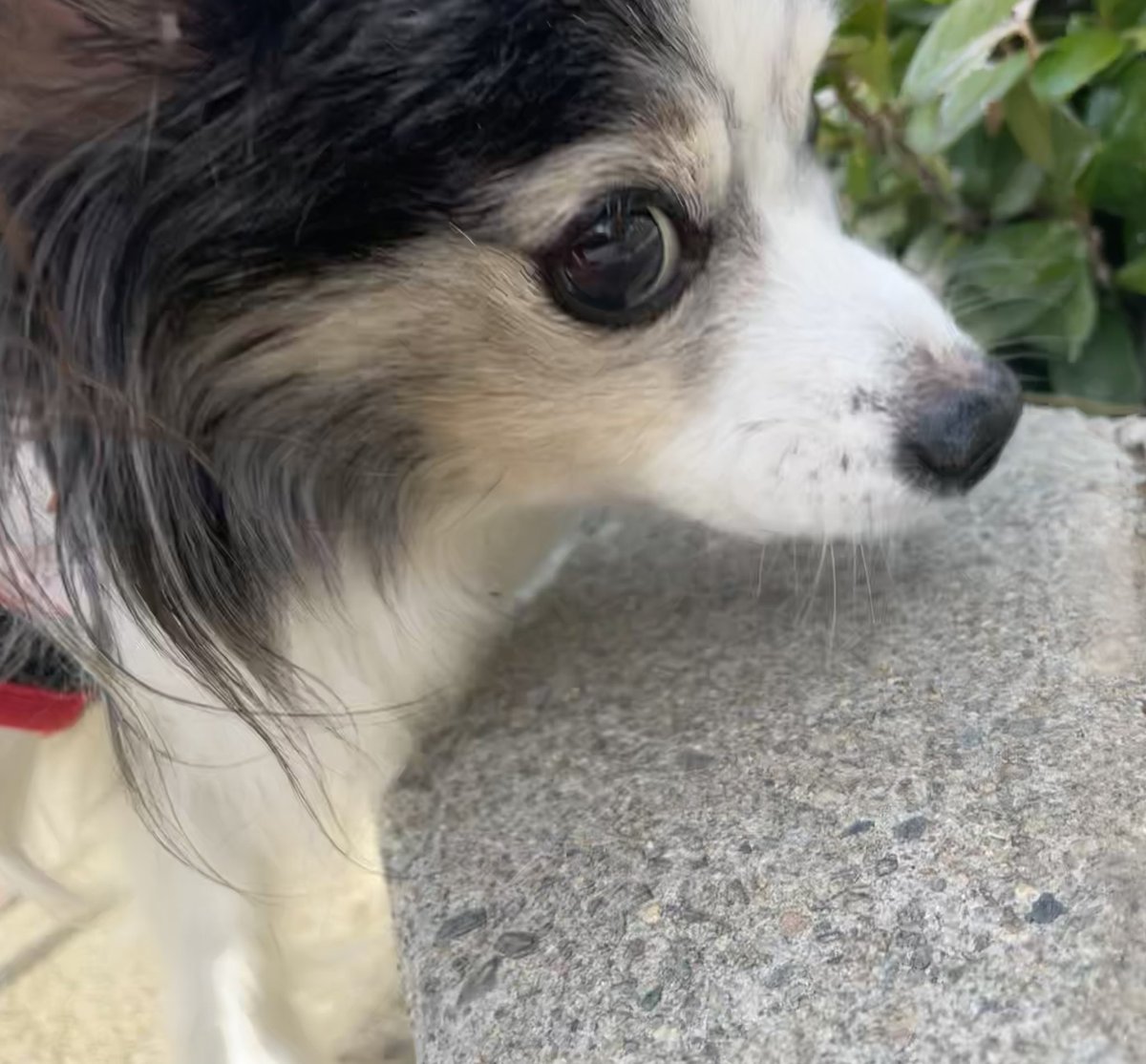 dillinger916's tweet photo. Charlie. #PREAMPetCare #SacramentoPetCare #SacramentoPetSitter #SacramentoDogWalker #PetCare #PetSitter #DogWalker #Sacramento #SacTown #SouthSac #SouthSacramento #ElkGrove #FarmToForkCapital #CityOfTrees #Papillon #Dog #Canine 

@PREAMPetCare on FB/IG/TT

https://t.co/Pa78ggD21R https://t.co/cI62IuZqsq