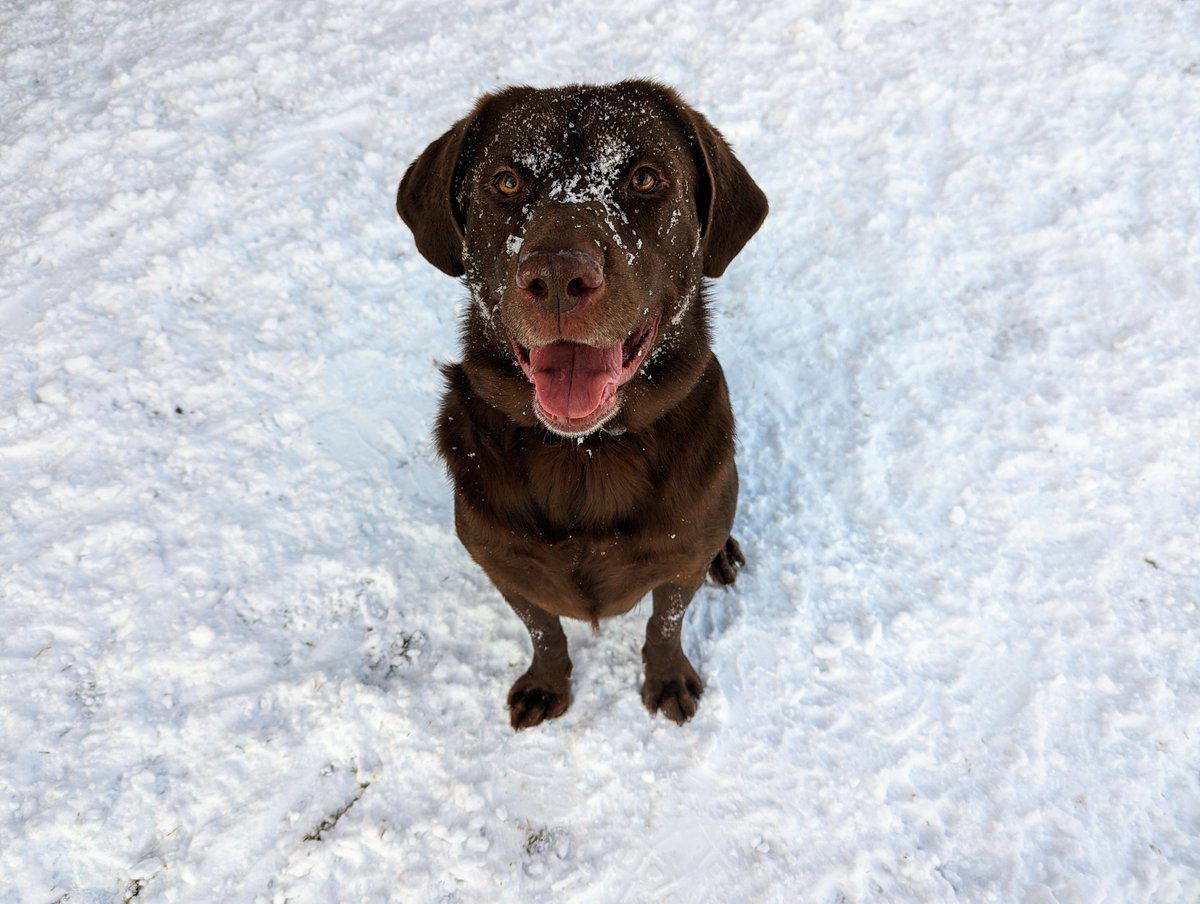 #HeadsUp - Our shelter services, including our adoption center, will open at 1 p.m. tomorrow! (Saturday, December 2, 2023).