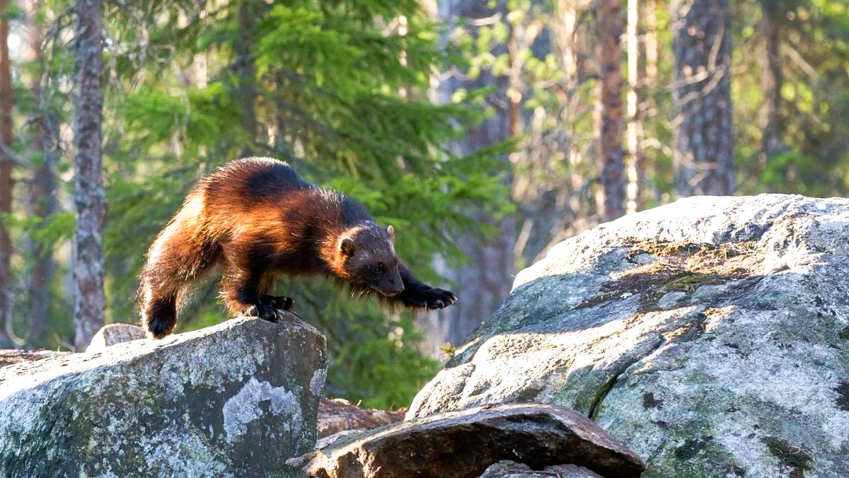 #GoodNewsFriday
 
After decades of conservation efforts, wolverines will be federally protected under the Endangered Species Act, which is a step forward in giving them a fighting chance.
 
#DYK: They have a keen sense of smell that can detect a dead animal 20 ft. under the snow.