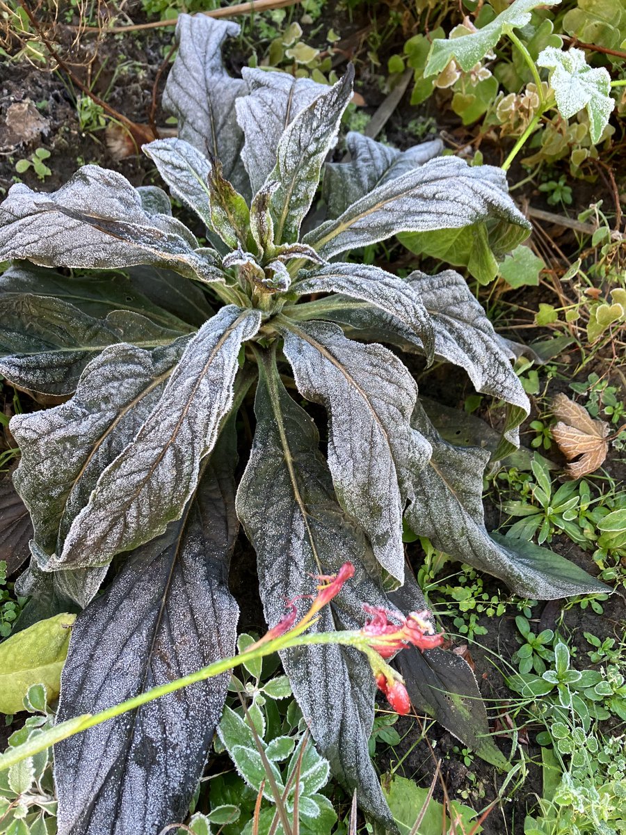 Well this doesn’t look promising. Echium pininana still covered in frost at lunch time. Feels like a repeat of last year.