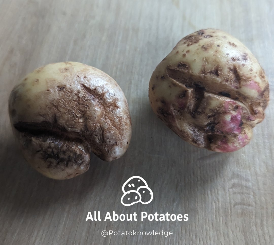 potatoknowledge's tweet photo. Many seed and ware varieties have growth cracks this season from Rhizoctonia. From small lines to deep cracks. Ware will be hit hard for this and seed stocks are being picked hard to pass inspections. This will also reduce the availability of some seed varieties further. https://t.co/7t9O7dRmkt