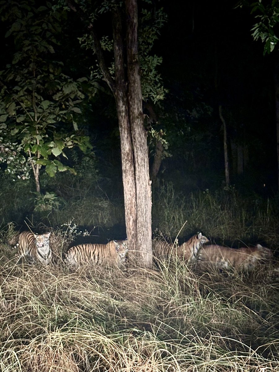 Fortunate to witness four sub-adults during our night Patrolling.
<a href="/PannaTigerResrv/">Panna Tiger Reserve</a> <a href="/World_Wildlife/">World Wildlife Fund</a>