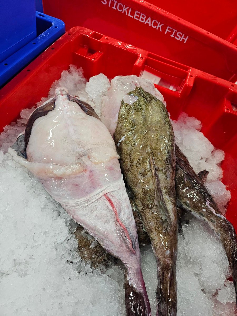 Stickleback Fish (@sticklebackfish) on Twitter photo Our Cornish Monkfish is available immediately.
Call us today:
📱01707 257462
Or send us an email:
📧sales@sticklebackfish.co.uk
“We love seeing your dishes. Don’t forget to tag us in your pictures 📸 "
#freshfish #fish #freshfishdelivery #monkfish Our Cornish Monkfish is available immediately.
Call us today:
📱01707 257462
Or send us an email:
📧sales@sticklebackfish.co.uk
“We love seeing your dishes. Don’t forget to tag us in your pictures 📸 "
#freshfish #fish #freshfishdelivery #monkfish