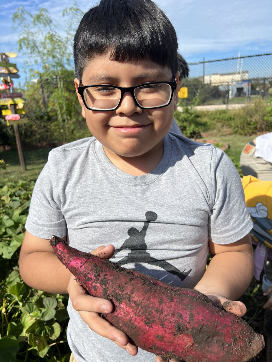 CultivatedClass's tweet image. Some days are just sweeter than others. Sweet potato harvest time #fineartsfriyay @GLECPVA ✋🏾🍠🤚🏼#FridayFeeling #digschool #harvest #sweetpotatoes