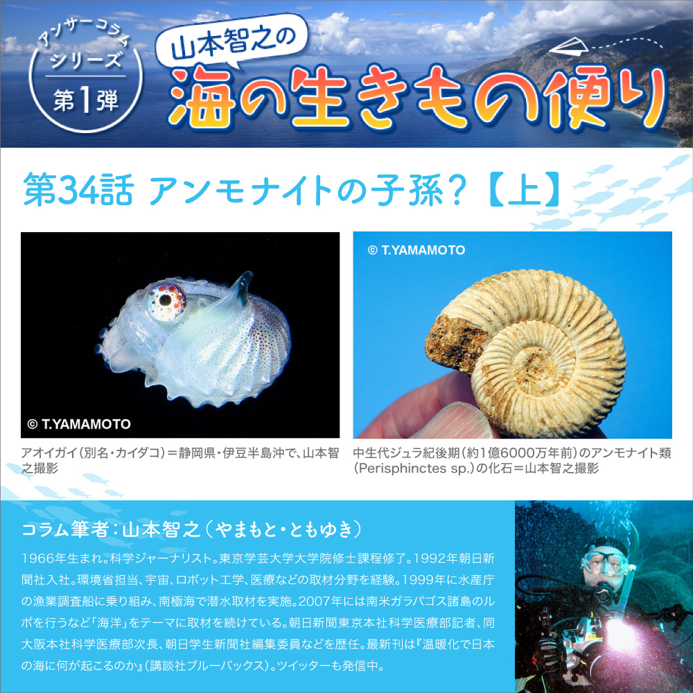 ジュラ紀 アンモナイト標本 Perisphinctes sp.約1億6000年前 ペリス