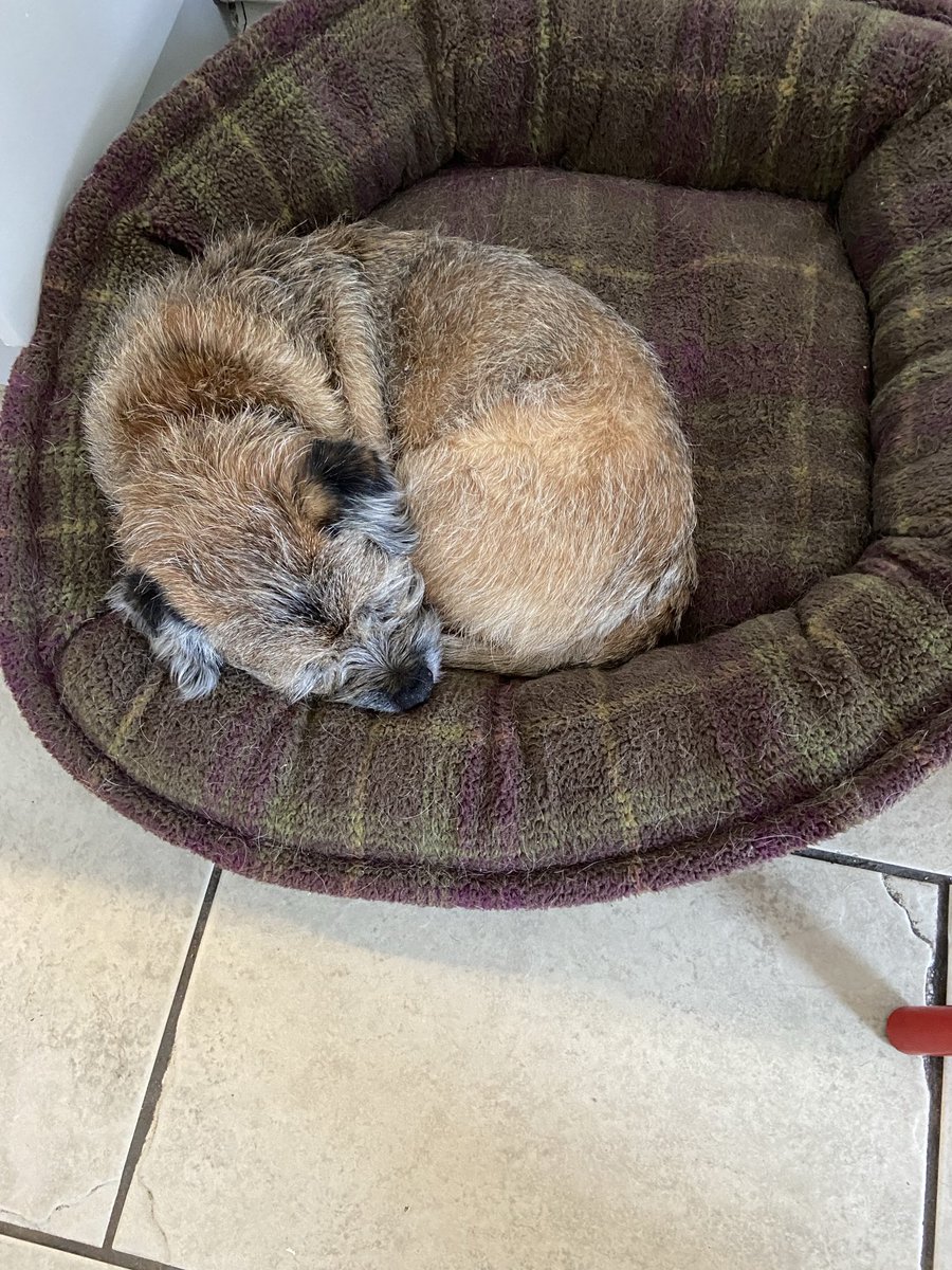 Just on the radio that dogs help prevent owners getting dementia. I work very hard at it.