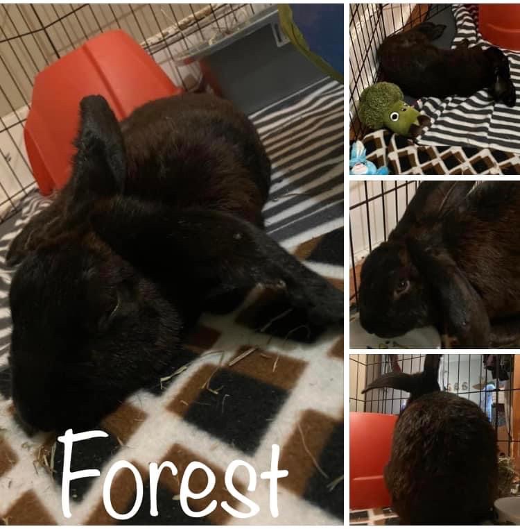 Forest
Male
Lop and Havana mix
5-6 years old 
Neutered 
Vaccinated for RHDV2

Please read more below.
