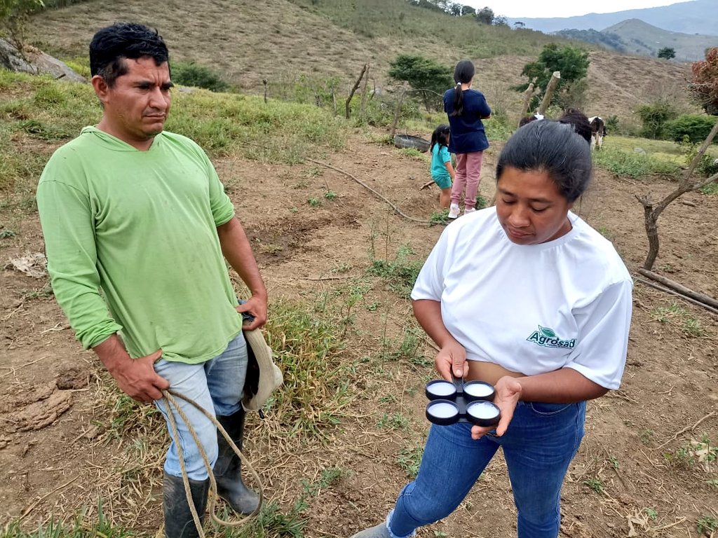 #Loja | En el cantón #Pindal📍 desarrollamos taller práctico sobre la mastitis bovina 🐄, con el objetivo de garantizar la salud del ganado y la calidad de la leche.
