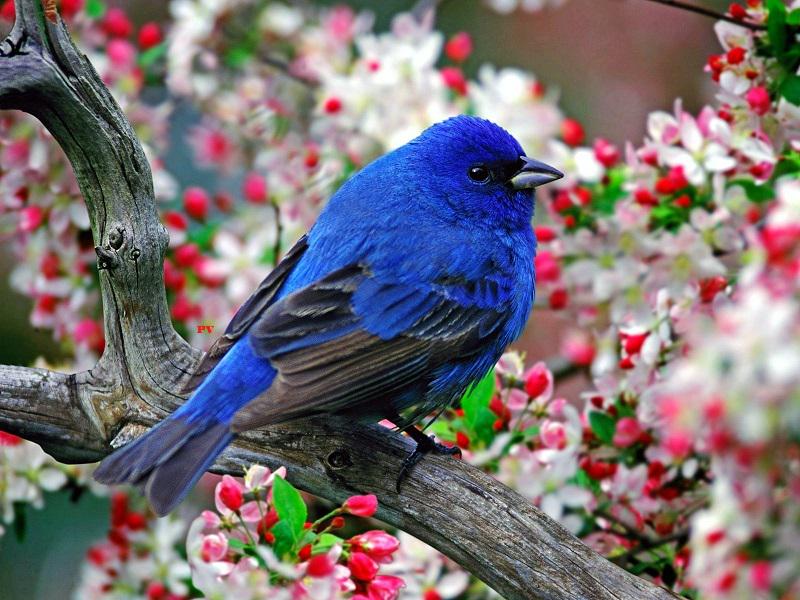 BirdPerHour's tweet photo. #birdbot https://t.co/O1SzzSyhSN