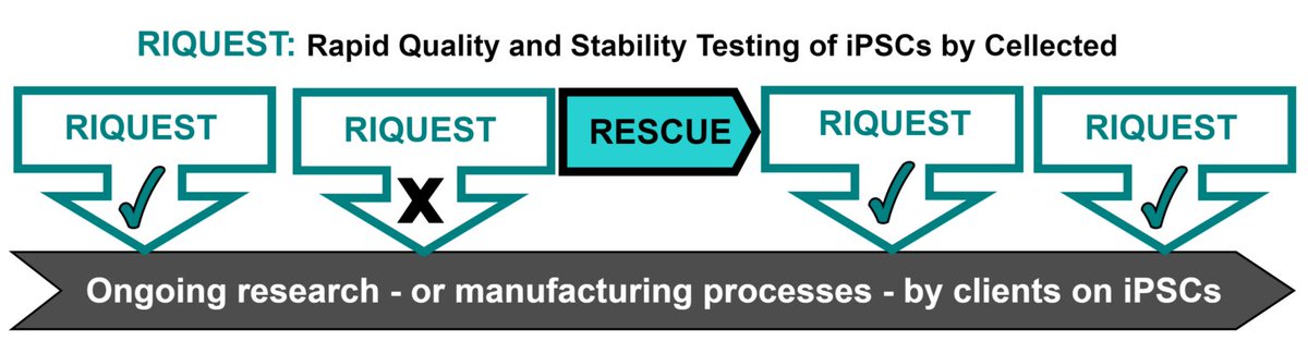 CellectedLTD's tweet photo. RIQUEST and RESCUE: A perfect partnership. RIQUEST identifies issues early with your iPSCs, and RESCUE efficiently recovers these lines, providing a seamless solution for ongoing, high-calibre iPSC research. #iPSCQuality #iPSCRnR https://t.co/JCwamaIldF