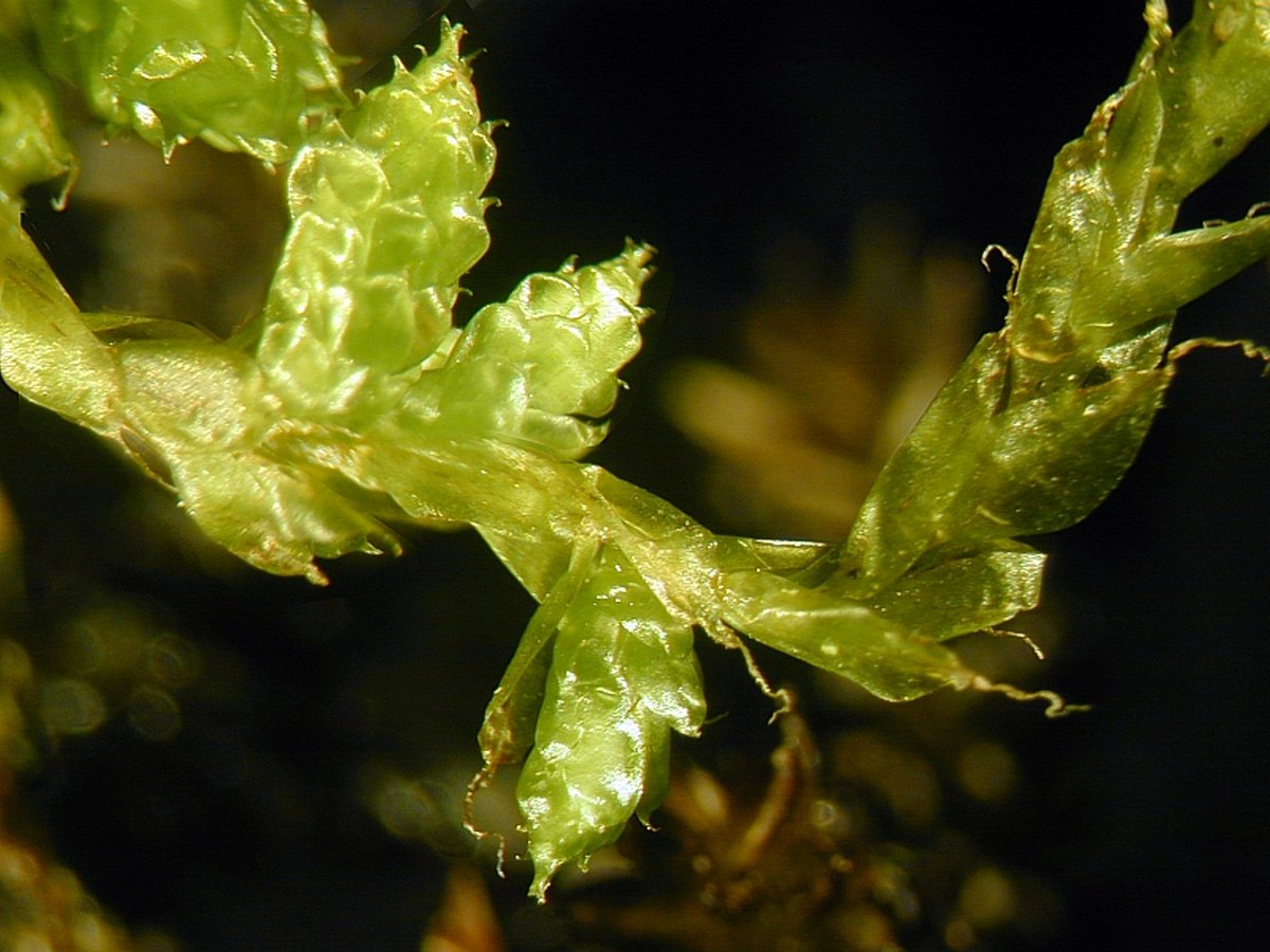 New plate from today:
Squamidium diversicoma (Hampe) Broth.
Brazil, Parana, Curitiba, Estrada Graciosa, on tree in cloud forest,
leg 08. Sept. 2001, det Alfons Schäfer-Verwimp