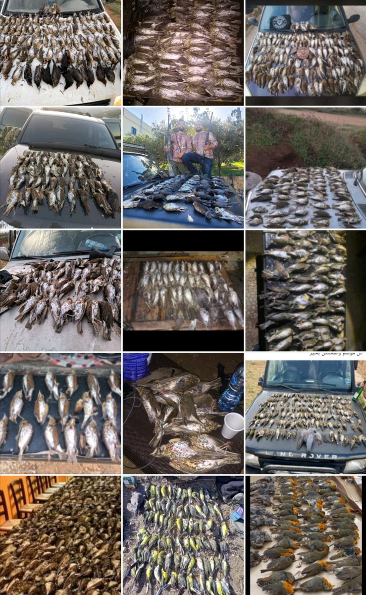 These images, from Lebanon, represent barely the tip of the ‘iceberg’ of crimes &amp; bird massacres occurring throughout the Mediterranean on a daily basis at this time of year.

Just like the overfishing of our oceans, our skies are also being exploited towards ecological collapse.