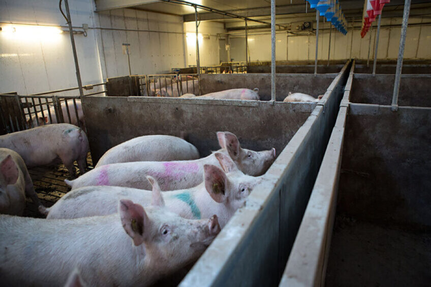 PigProgress's tweet photo. Researchers from China recently generated the recombinant PEDV strain with a 7-amino acid deletion in the E protein, to design a live attenuated PEDV vaccine.
Read the whole article here: https://t.co/oTlZPkhImM
#pedv #pigs https://t.co/etXBHca2rn