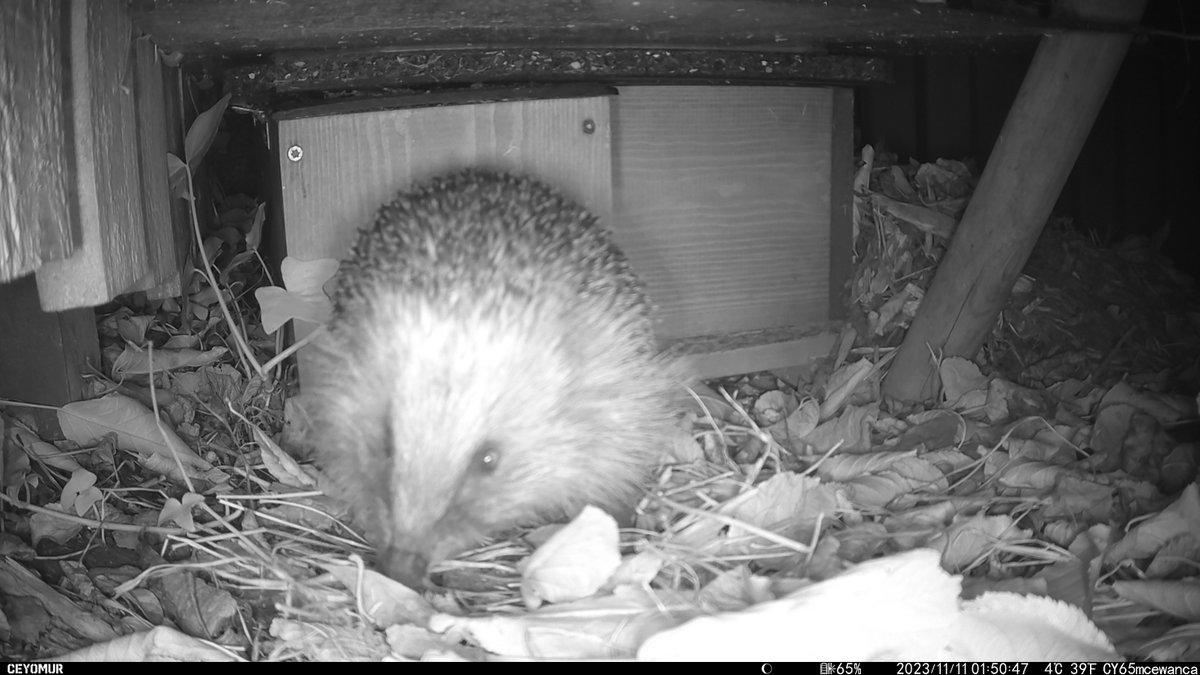 Did you know...? 
Many hibernating #hedgehogs wake up during their #hibernation! 
These wakeful periods generally last a day or two &amp; although sometimes unprompted, can be caused by a disturbance or unexpectedly warm weather.
🦔

#FridayFact

📷 Rob McEwan