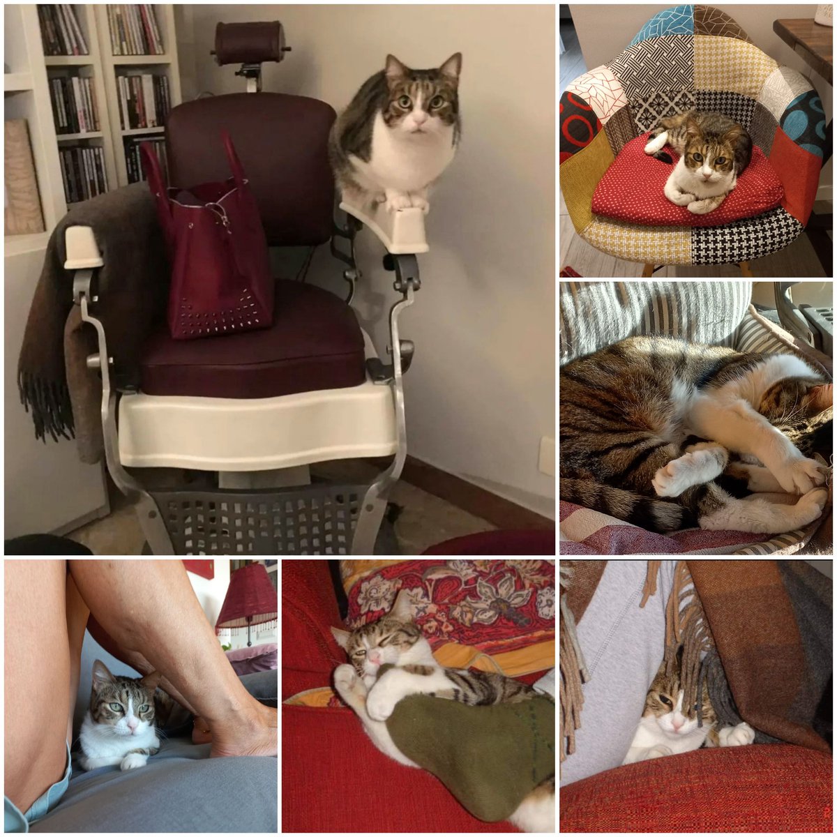 14 anni di amore puro. Grazie Pruzzo 💔