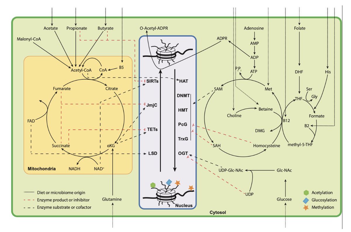 We have published our new preprint in <a href="/biorxivpreprint/">bioRxiv</a> entitled "A targeted metabolomic method to detect epigenetically relevant metabolites". #metabolomics #epigenetics #microbiota biorxiv.org/content/10.110…
Here is a brief 🧵