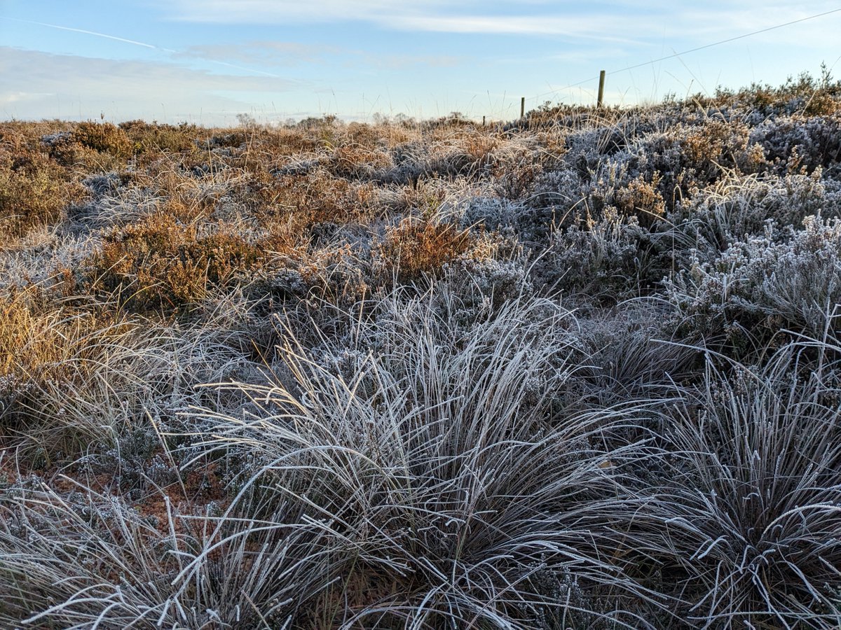 A frosty start to December on Lodge Bog this morning! #LoveBogs