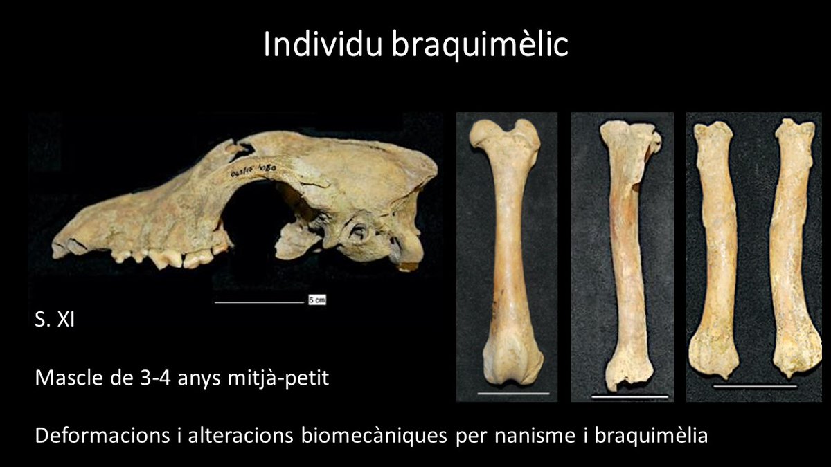 srieramora's tweet photo. Marina Fernández imparteix el Seminari "L'estudi de la fauna en contextos urbans: el cas de Barcelona". Cicle de seminaris Junior Research Seminars de l’Institut d’Arqueologia de la Universitat de Barcelona (IAUB) https://t.co/LjdUPFBqSl