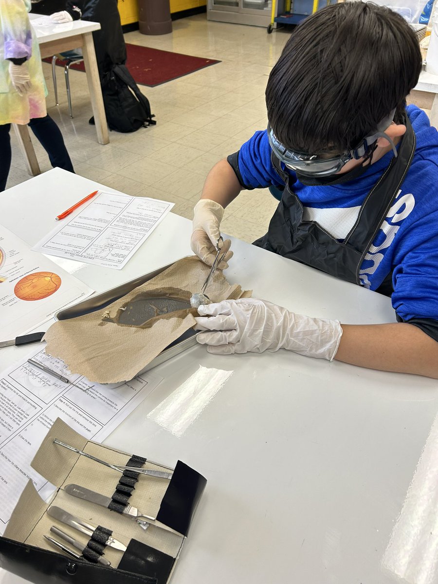 FCSreader's tweet image. Learning how eyes work @FranklintonMS with @sarahdownum3 by dissecting a cows eye!  No lunch for me today…lol!!