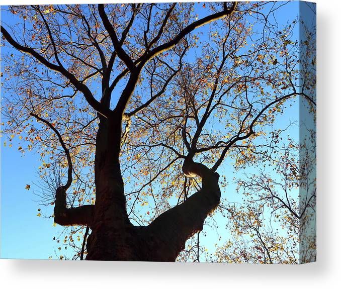 #CanvasPrint 'Plane Tree on a Beautiful Autumn Day' Get it here: kathrin-poersch.pixels.com/featured/plane… #AYearForArt #BuyIntoArt #prints #ArtCollector #homedecor #walldecor #art #photography #TwitterNatureCommunity #ThePhotoHour #ChristmasGiftIdeas #homedecoration #walldecoration #trees