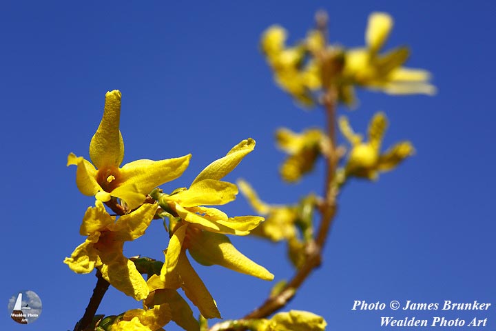 Bright #yellow #Forsythia for #FlowersOnFriday, available as #prints and on gifts here: james-brunker.pixels.com/featured/brigh…
With FREE SHIPPING in UK: lens2print.co.uk/imageview.asp?… 
#AYearForArt #BuyIntoArt #FlowerFriday #flower #yellowflowers #brightyellow #gardenflowers #naturelovers #nature