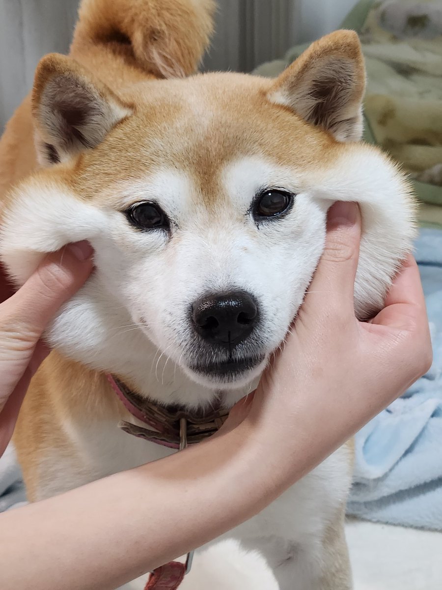 Kj4Le's tweet photo. コロが退屈してたから。
ちょっとお顔で遊んだよ(*´∀`)♪

おやすみなさい。 https://t.co/vXxVH93H99