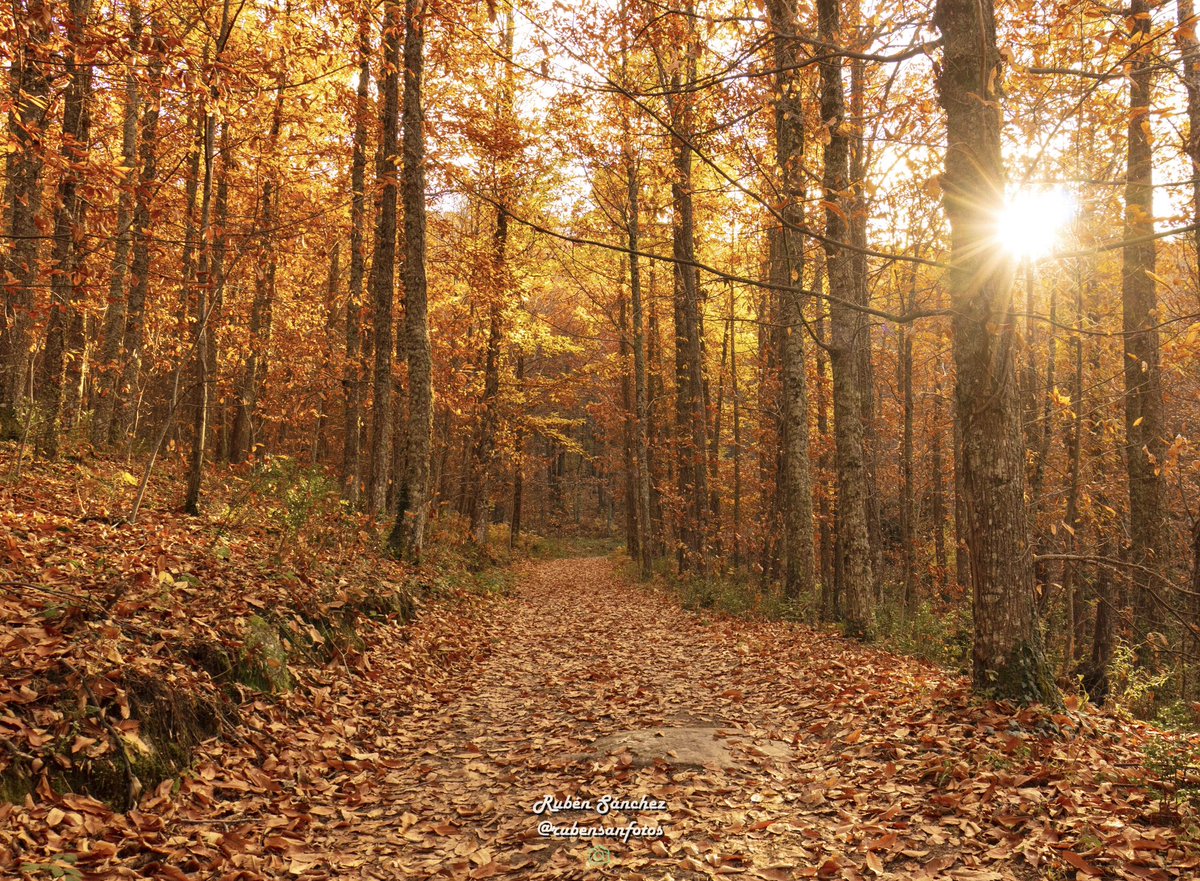 ✅ “ Caminos del otoño 🍂 “ 📍Valle del Ambroz, Extremadura. 
—-
#hervás #plasencia #caceres #extremadura #turismo #naturaleza #nature #ambroz #valledelambroz #otoño #autumn #otoñomagico23 #landscape #sol #sunstar #paisajes #caminos #colores #hojas #diciembre #nortedeextremadura