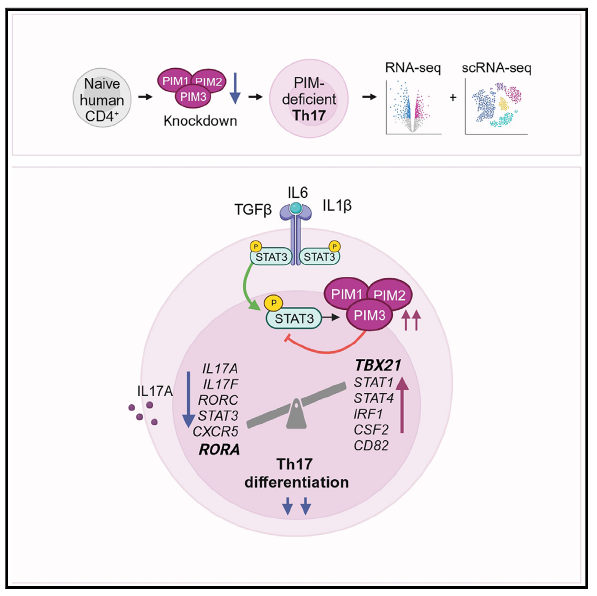 Happy to share our new paper showing that PIM kinases regulate early Th17 cell differentiation! Thank you for fruitful collaboration! @EloLab_fi @InFLAMES_Health @BioscienceTurku @SuomenAkatemia @SigridJuselius @https://www.sciencedirect.com/science/article/pii/S221112472301481X