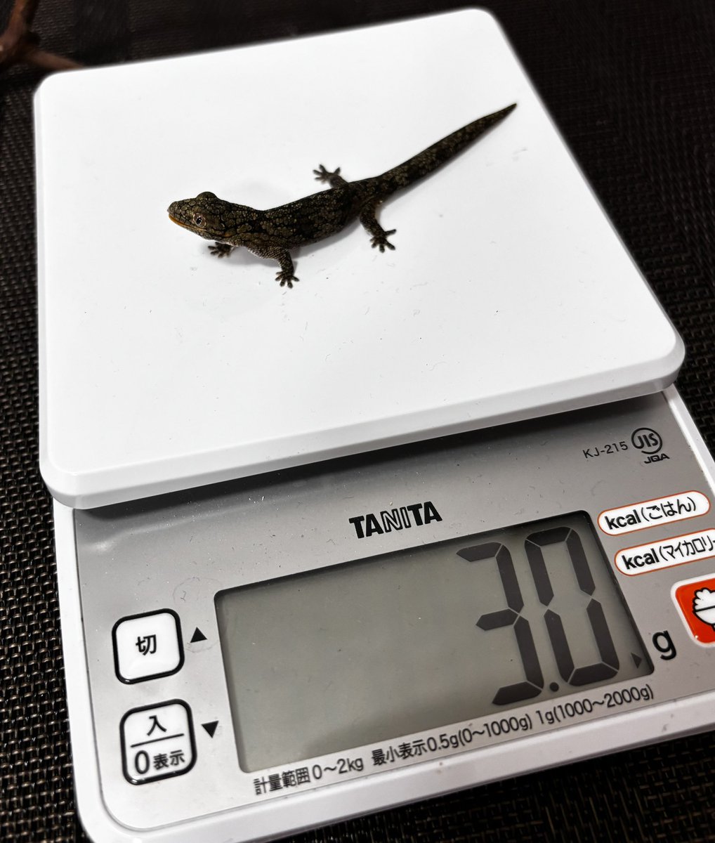 chocolatkinaco's tweet photo. ガタリ君🦎
初体重測定🫡
ちっちゃ〜い😍
⤵️からの⤴️
#ヴェイヤールクチサケヤモリ
#conpee https://t.co/xzekLSrS1D