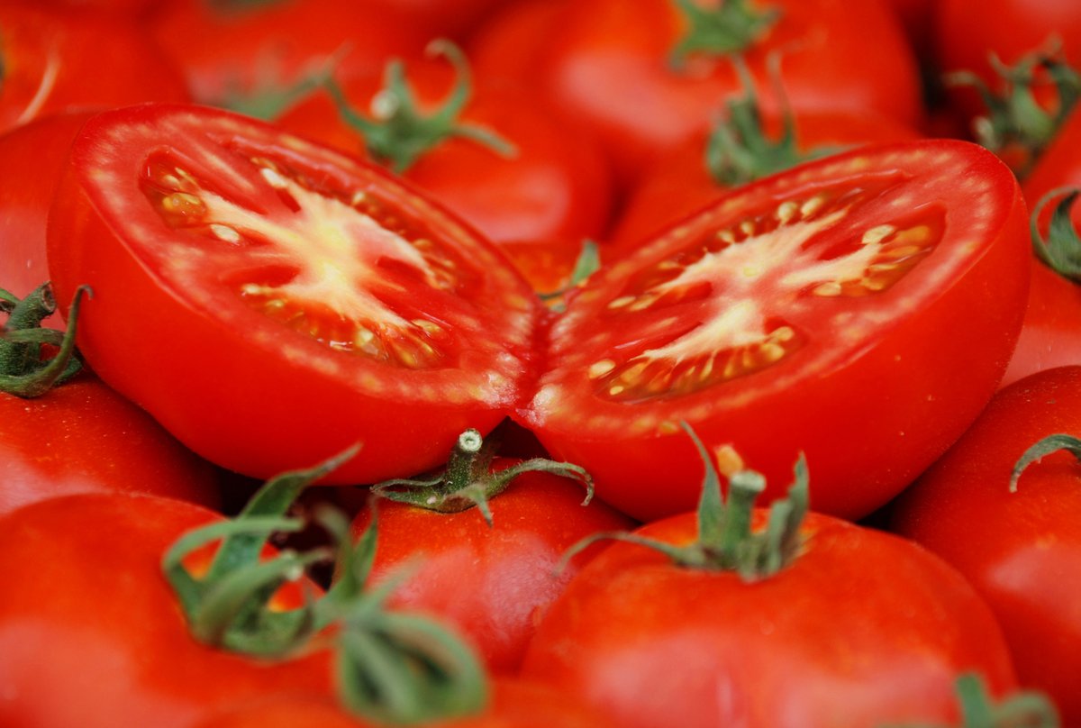 semsibayraktar's tweet photo. Ayaş domatesi, Ayaş Ziraat Odamızın girişimleriyle Avrupa Birliği’nden Coğrafi İşaret Tescili alan 15.ürün oldu. 🍅
Ayaş Ziraat Odamıza Ülkemize kazandırdığı bu değer için teşekkür ediyor, çalışmalarında başarılar diliyorum. Tüm üreticilerimize hayırlı olsun. https://t.co/PI33N8V5qd