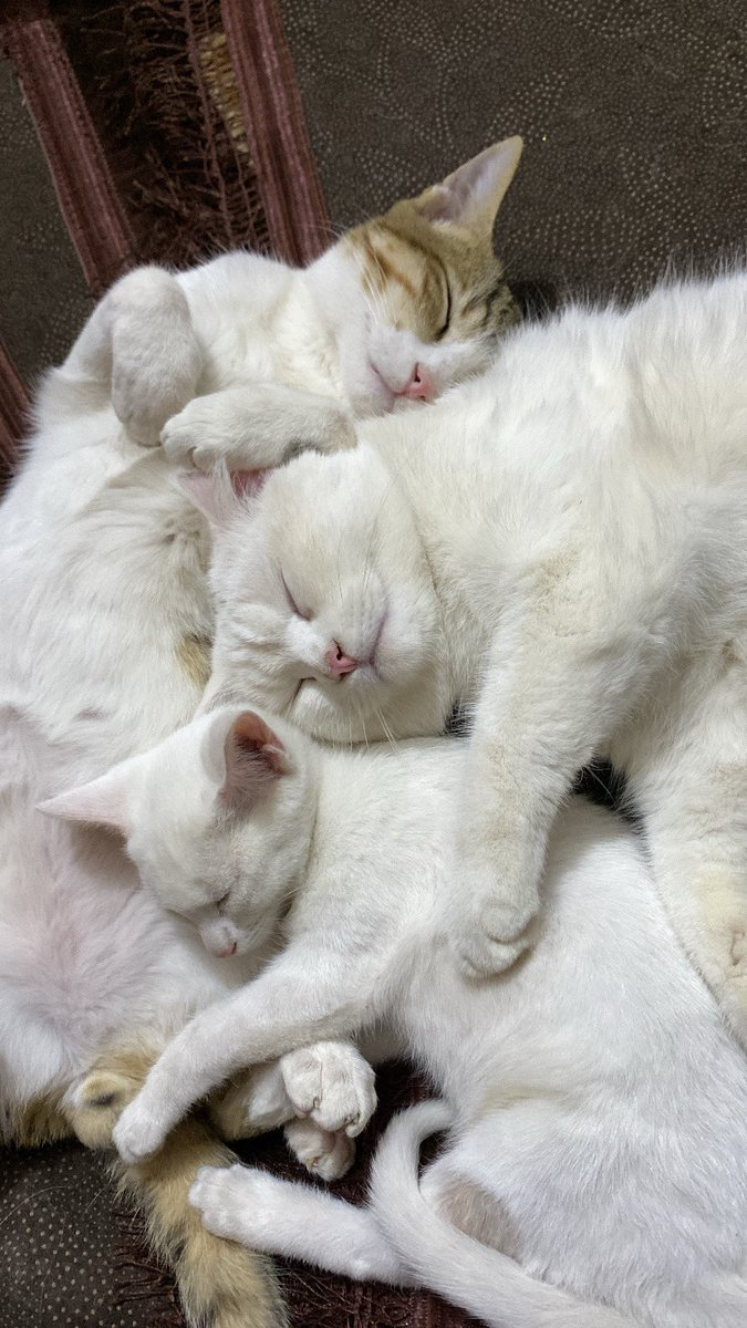 el6ph's tweet photo. 🐈🫂 https://t.co/QRNfPWdneL