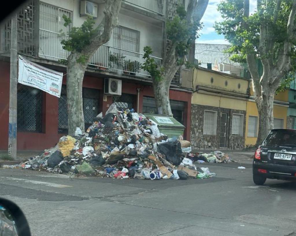 Los árboles de Navidad de Caroline Cosse