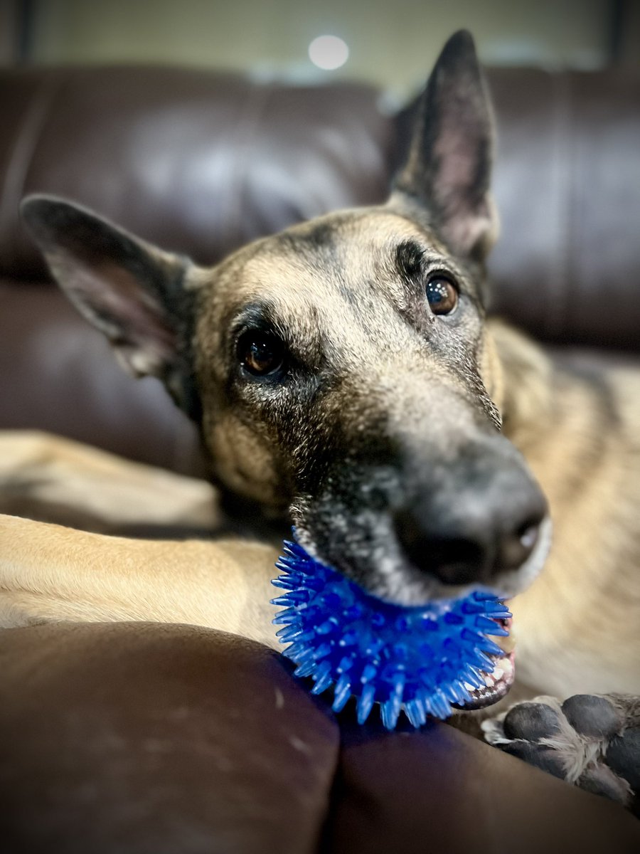 K9 Loki (Ret) tweet media